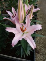 [5258 Sunny Bonaire No01.JPG]